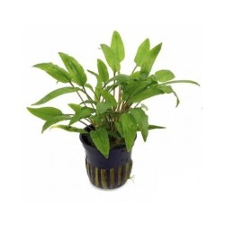 Cryptocoryne wendtii Green
