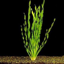 Vallisnerias Spiralis