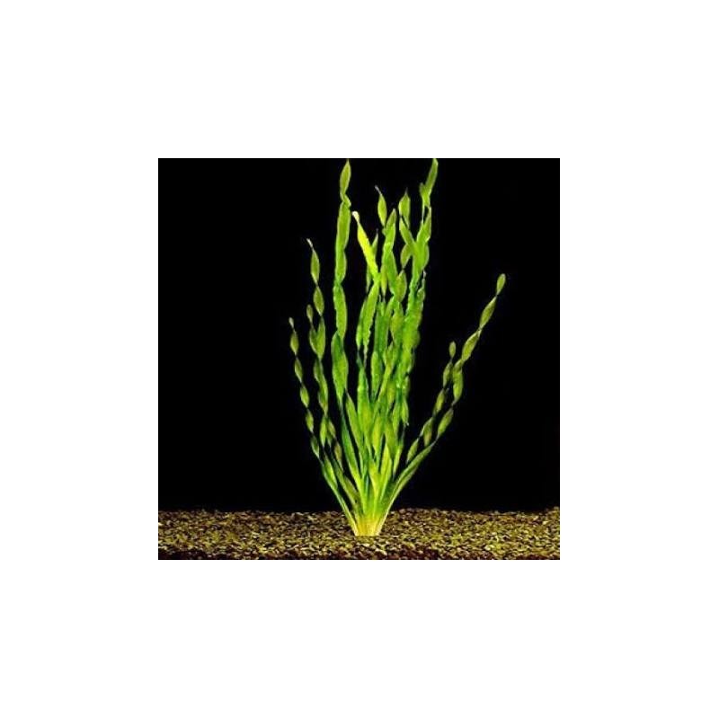 Vallisnerias Spiralis